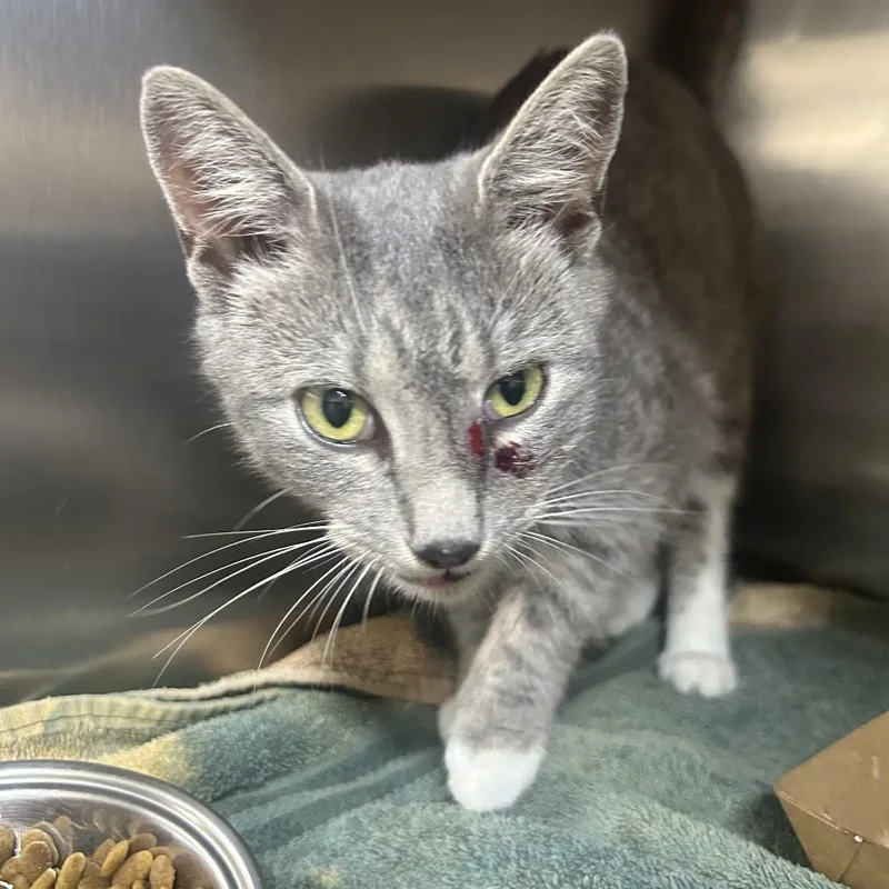 A young small-sized female Gray / Blue / Silver Domestic Short Hair cat named ChaCha for adoption in Yanceyville, NC