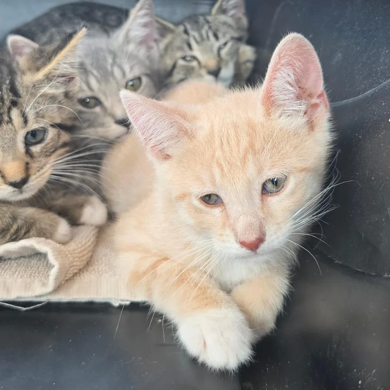 A baby small-sized male Buff / Tan / Fawn Domestic Short Hair cat named Simon for adoption in Melrose, FL