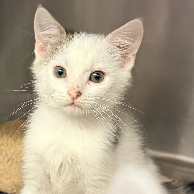 A baby small-sized male White Domestic Short Hair cat named Toast for adoption in Palm Springs, CA
