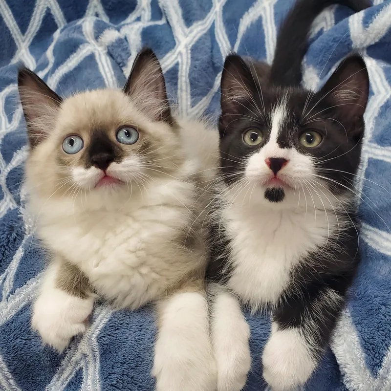 A baby medium-sized male Black & White / Tuxedo Domestic Short Hair cat named Elbrus & Denali for adoption in Ottawa, IL