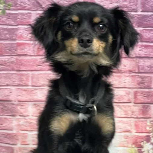 An adult small-sized female Black Chihuahua dog named Poppy for adoption in Fort Collins, CO