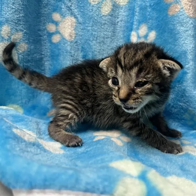 A baby small-sized female Domestic Short Hair cat named Latte for adoption in Rosenberg, TX