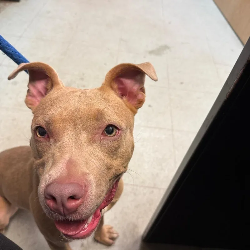 A young medium-sized female Yellow / Tan / Blond / Fawn Pit Bull Terrier dog named Puppers for adoption in Philadelphia, PA
