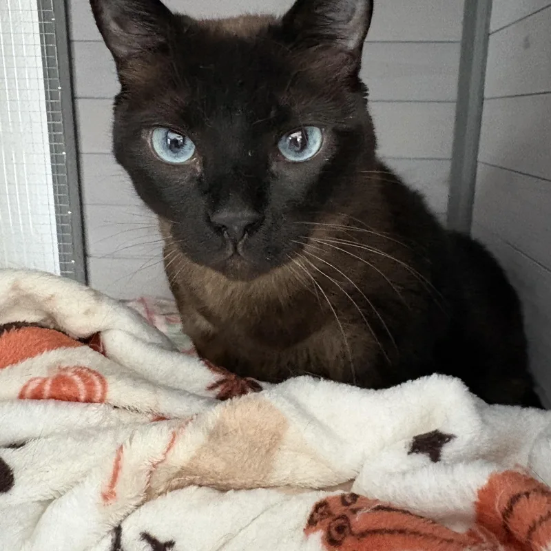 An adult large-sized female Brown / Chocolate Siamese cat named Mathilda for adoption in Goliad, TX