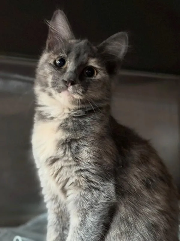 A baby small-sized female Domestic Short Hair cat named ObLaDa for adoption in Austin, TX