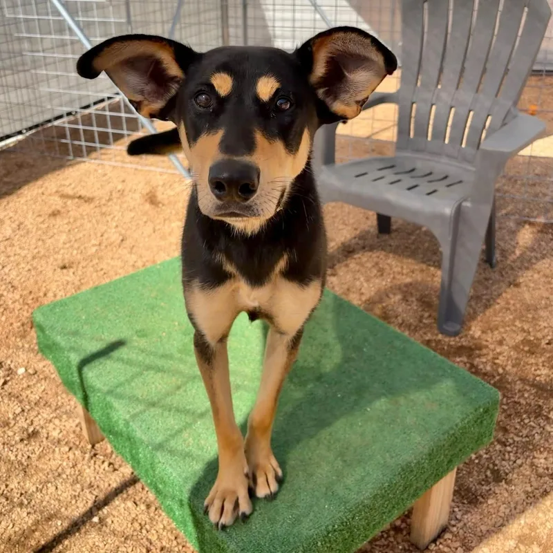 A young medium-sized female Black Shepherd dog named Darby Kcac . for adoption in Kerrville, TX