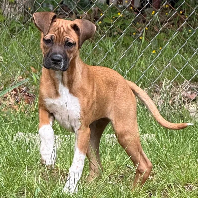 A baby medium-sized female Tricolor (Brown, Black, & White) Boxer dog named Tippy for adoption in Albany, NY