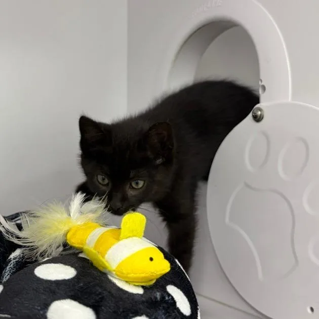 A baby small-sized male Black Domestic Short Hair cat named Dean for adoption in Dayton, OH