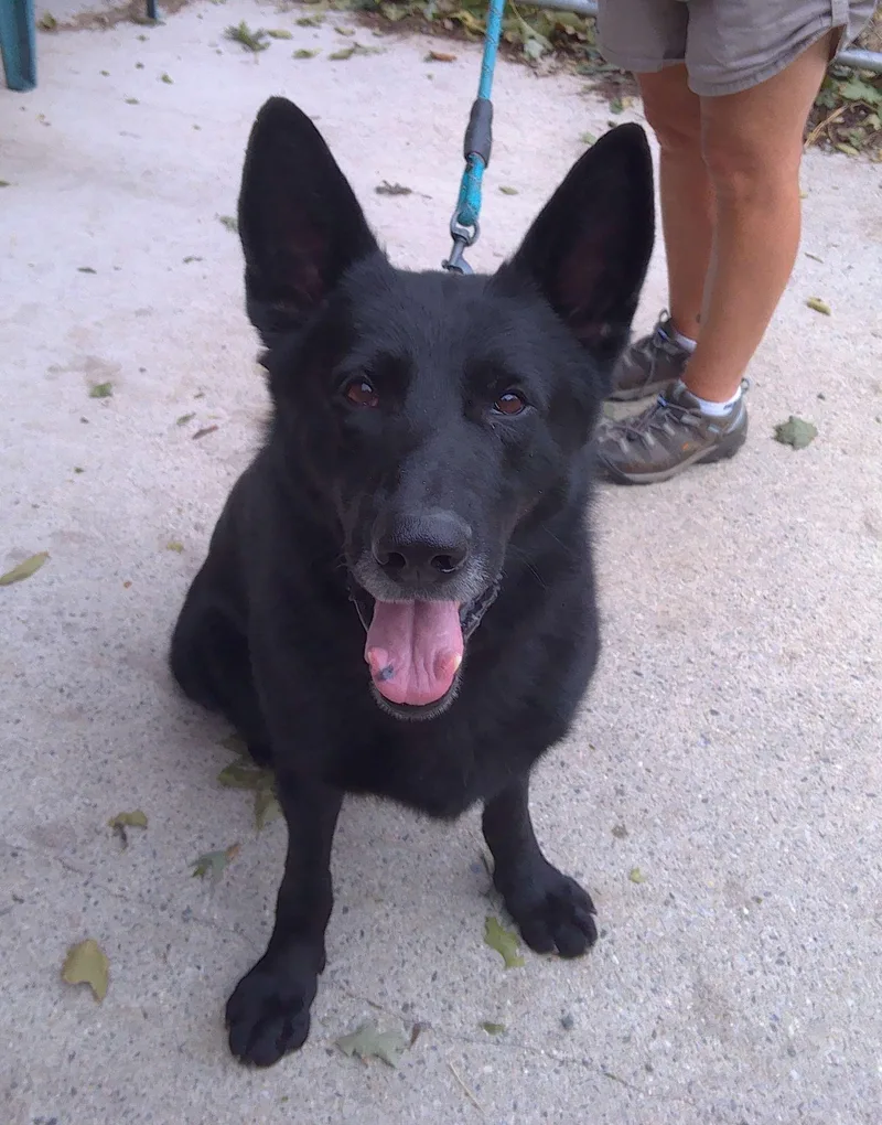 A senior large-sized male German Shepherd Dog dog named Ronan for adoption in Trumbull, CT
