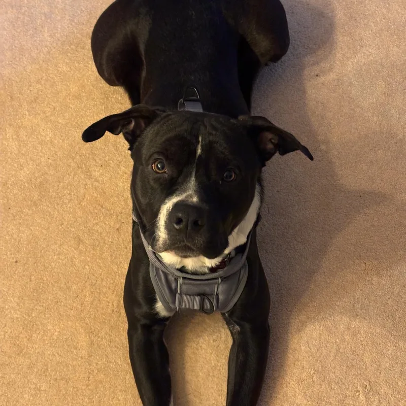 Giuseppe thumbnail 2