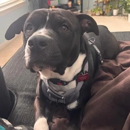 Giuseppe thumbnail 3