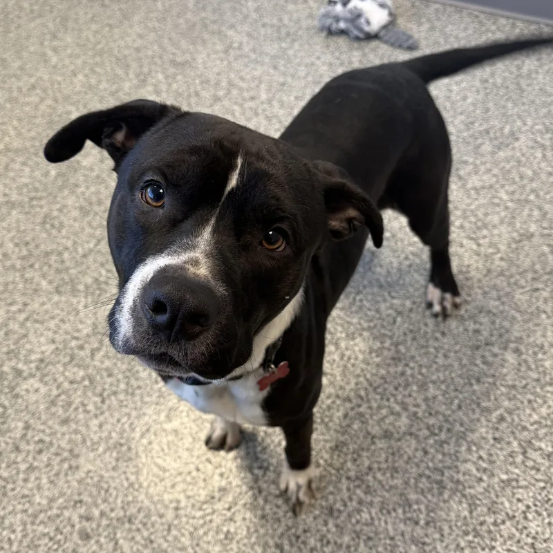 Giuseppe thumbnail 4