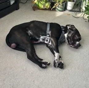 Giuseppe thumbnail 5