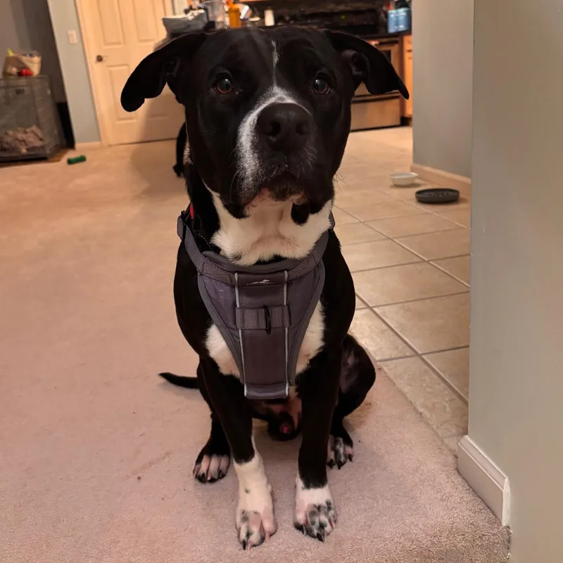 Giuseppe thumbnail 6