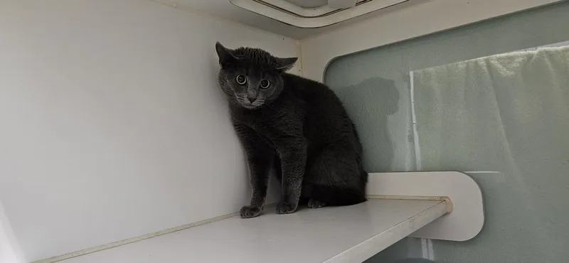 Robin Banksworking Cat