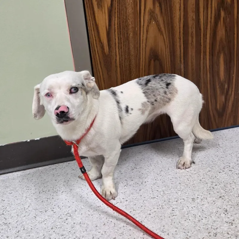 An adult small-sized female White / Cream Chihuahua dog named Betsy for adoption in Binghamton, NY