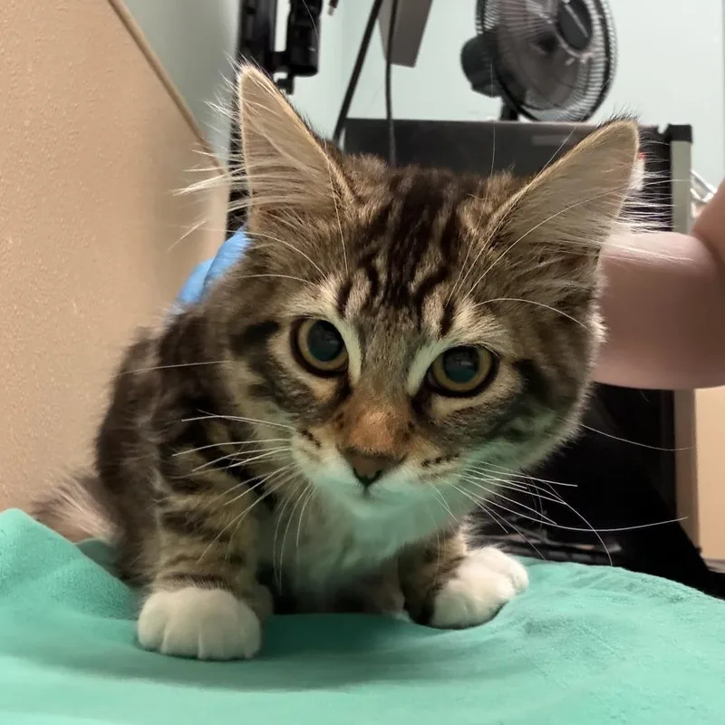 A baby small-sized female Brown / Chocolate Domestic Short Hair cat named Trolli for adoption in Tacoma, WA