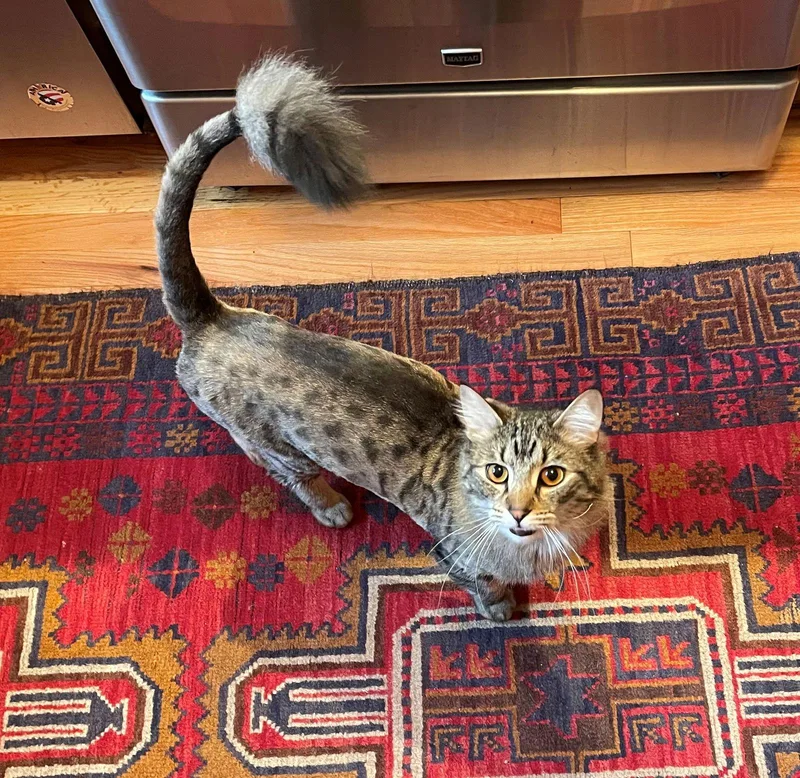 Wilbur N  Offered thumbnail 2