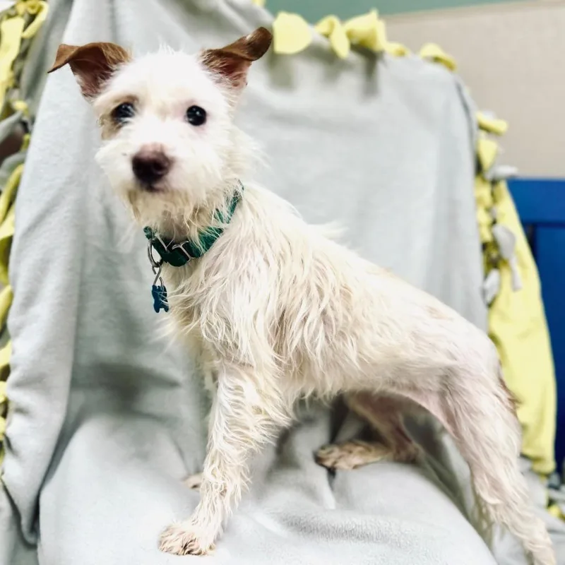 Powder Puff thumbnail 5