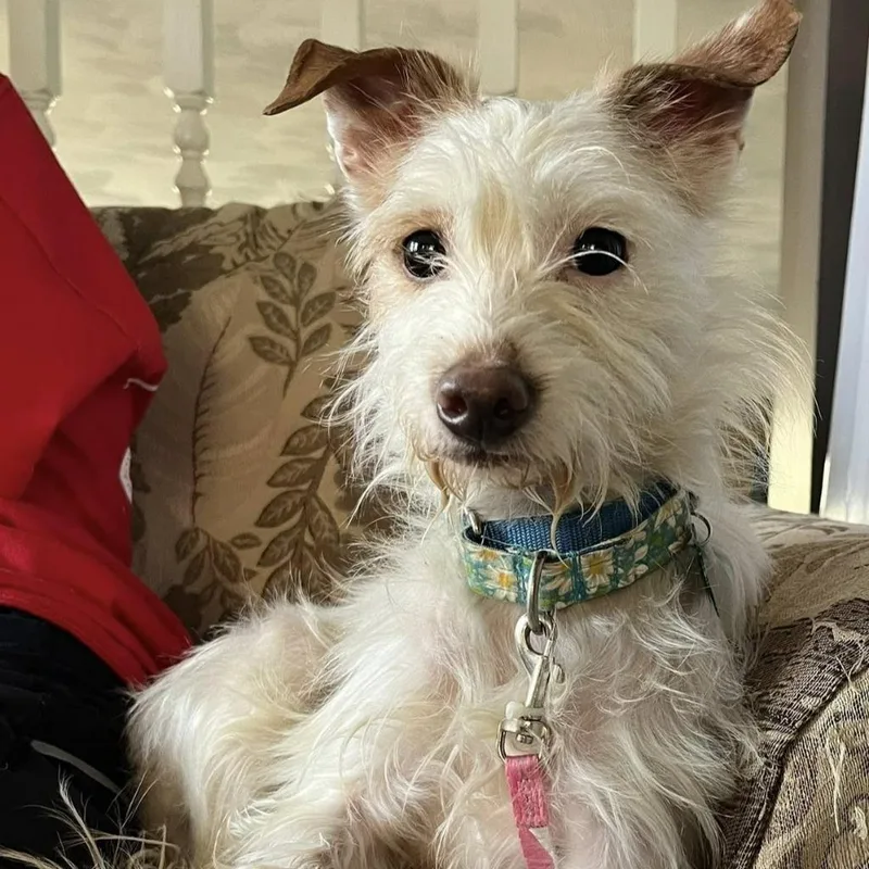 Powder Puff thumbnail 6