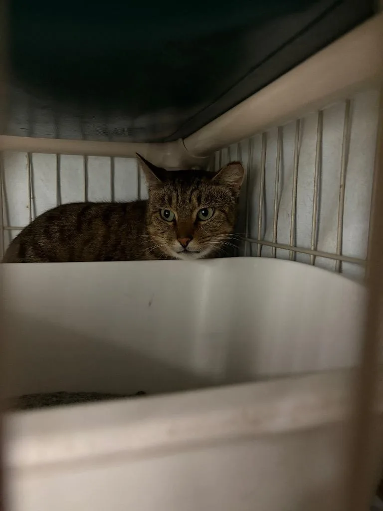 A young medium-sized female Domestic Short Hair cat named Twilla for adoption in Hartford City, IN