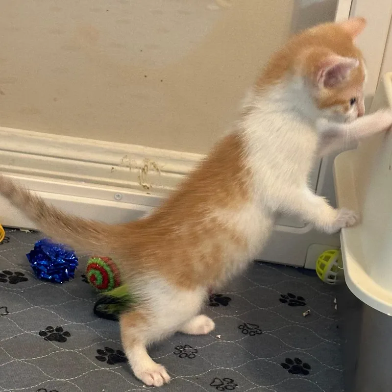 A baby small-sized male Orange / Red Domestic Short Hair cat named Willie for adoption in Houston, TX
