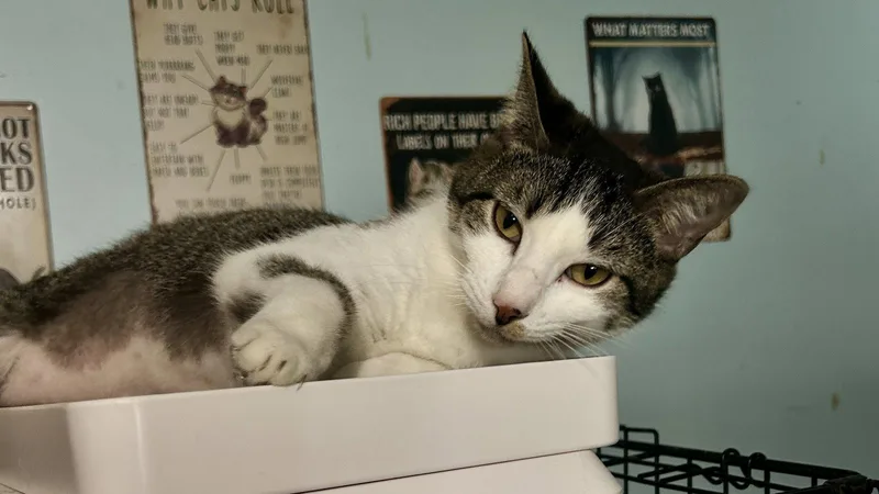 An adult medium-sized male Tabby cat named Leo for adoption in Cypress, TX