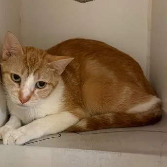 An adult medium-sized female Orange / Red Domestic Short Hair cat named Bella for adoption in Columbia, MO