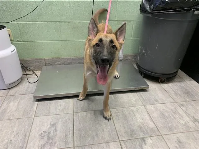 A young large-sized male German Shepherd Dog dog named Rick for adoption in Grand Prairie, TX