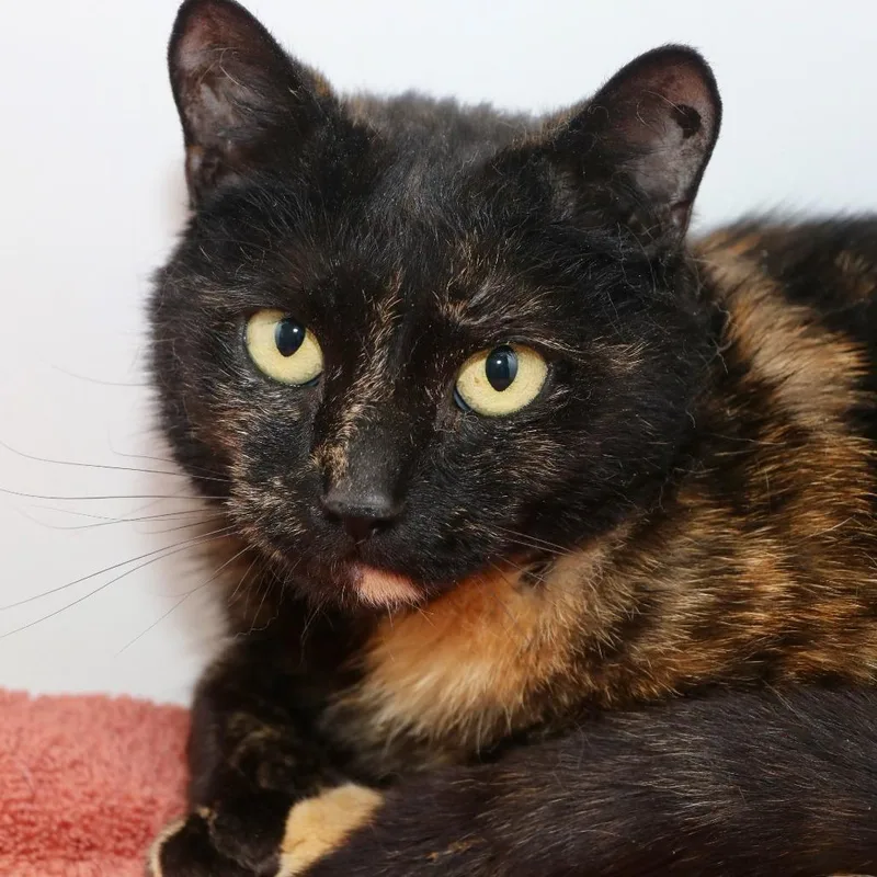 A young medium-sized female Tortoiseshell Domestic Short Hair cat named Meowna Lisa for adoption in Allentown, PA