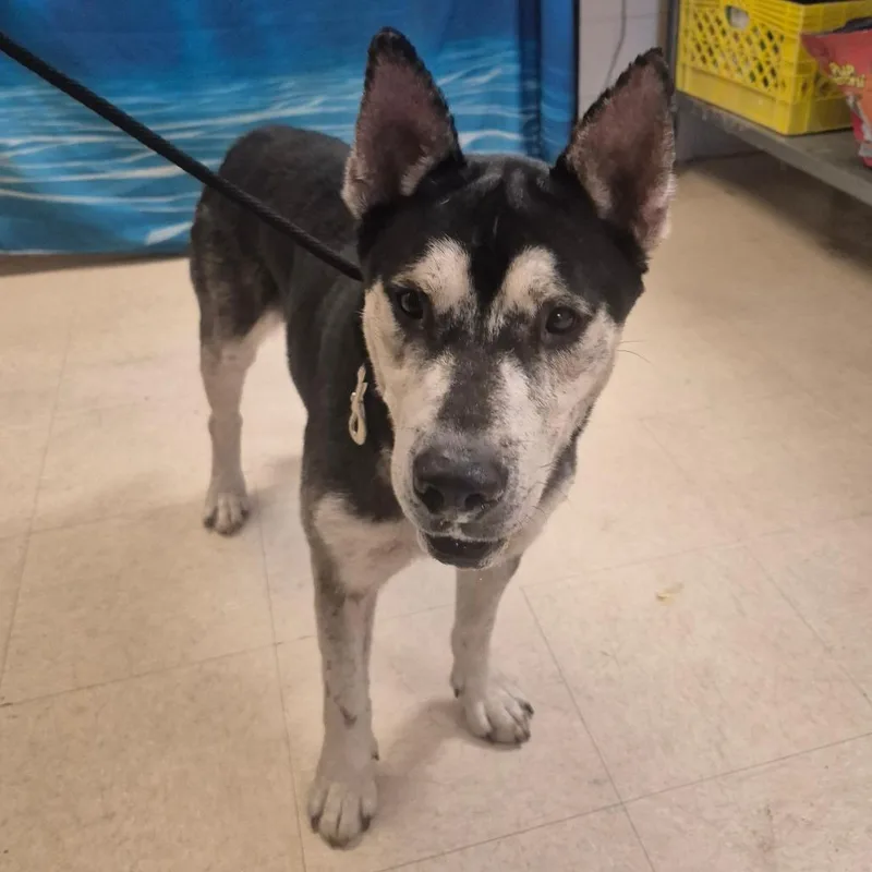 An adult large-sized male Black Mixed Breed dog named Denali for adoption in Lake Panasoffkee, FL