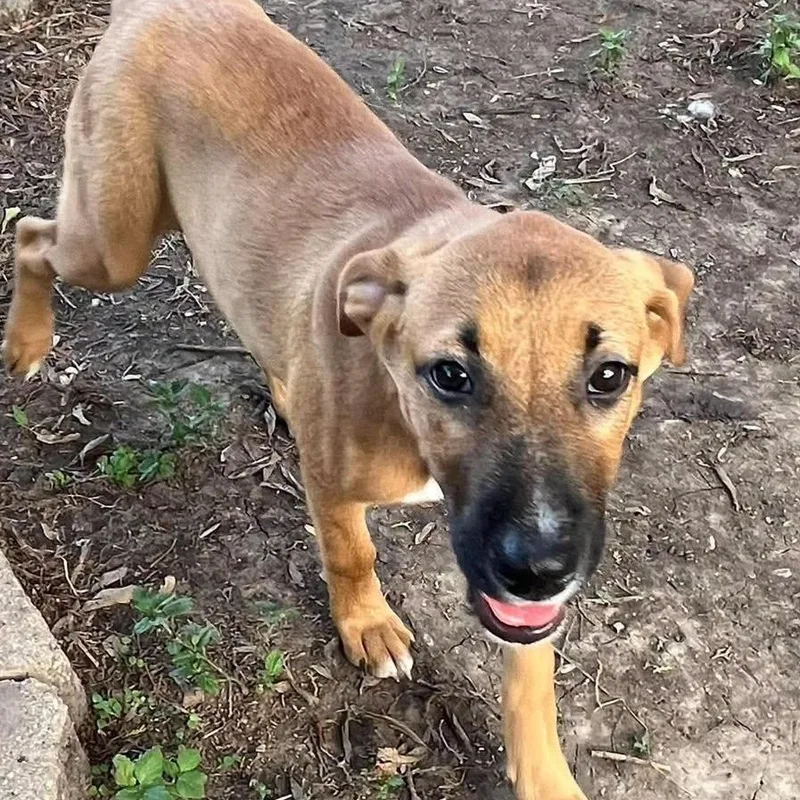 A baby medium-sized female Mixed Breed dog named Primrose for adoption in PLAINFIELD, CT