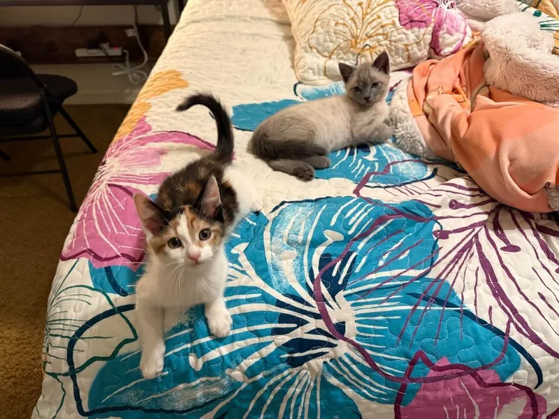 A baby medium-sized female Domestic Short Hair cat named Tinkerbell for adoption in Salt Lake City, UT