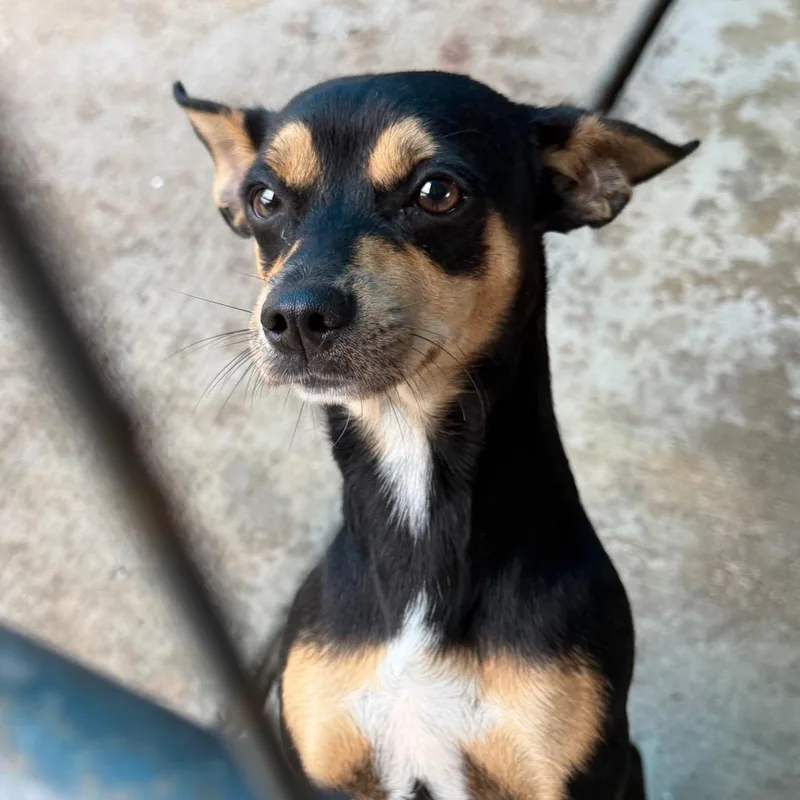 A young small-sized male Black Chihuahua dog named Paquito for adoption in Lake Jackson, TX