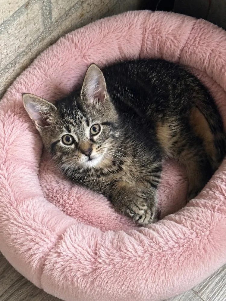 A baby small-sized female Domestic Short Hair cat named Trashlie for adoption in Jefferson Hills, PA