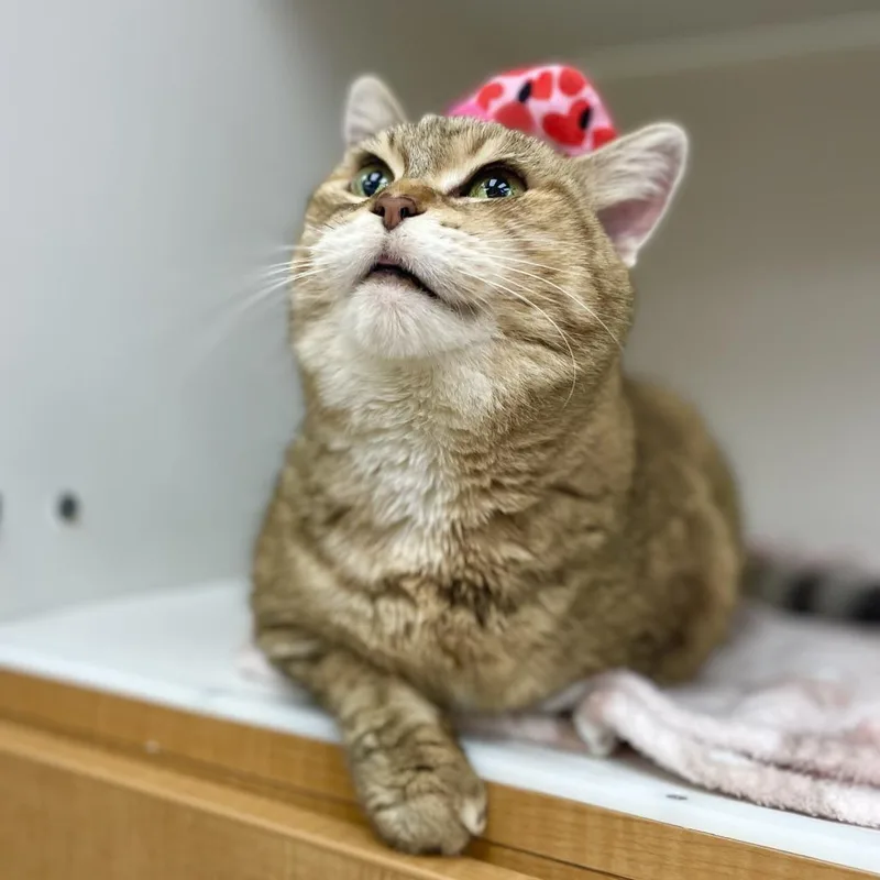 A senior medium-sized female Domestic Short Hair cat named Princess for adoption in Champaign, IL