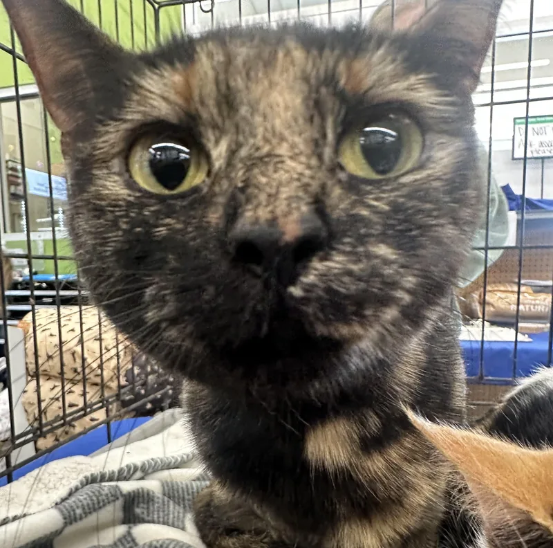 An adult medium-sized female Tortoiseshell Domestic Short Hair cat named Raisin Bran for adoption in Easley, SC