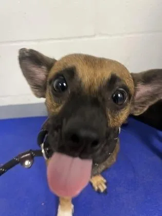 A young small-sized male Mixed Breed dog named Lightning Mcqueen for adoption in Daytona Beach, FL
