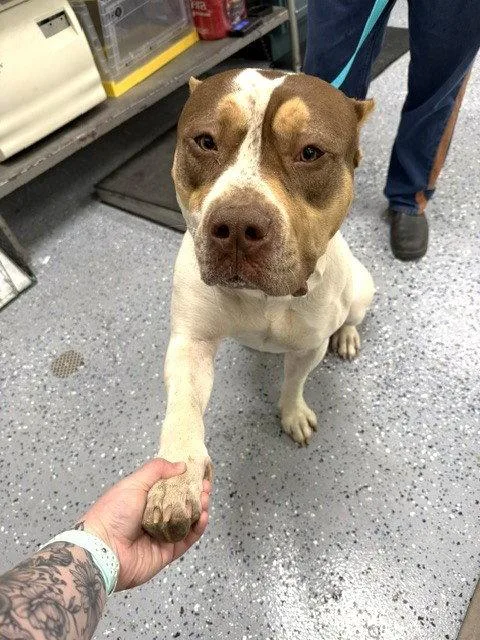 A young extra large-sized male American Bulldog dog named Bruiser for adoption in Carrollton, GA
