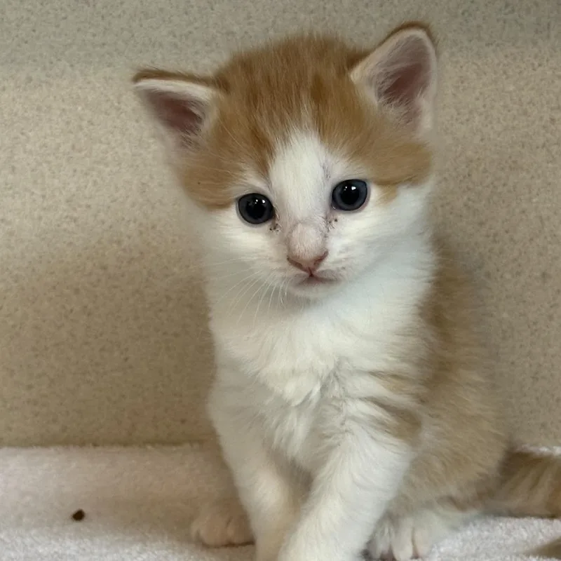 A baby small-sized female Orange / Red Domestic Medium Hair cat named Satsuma for adoption in Durango, CO