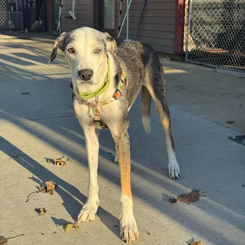 A senior medium-sized female Gray / Blue / Silver Catahoula Leopard Dog dog named Paloma for adoption in Monticello, IA