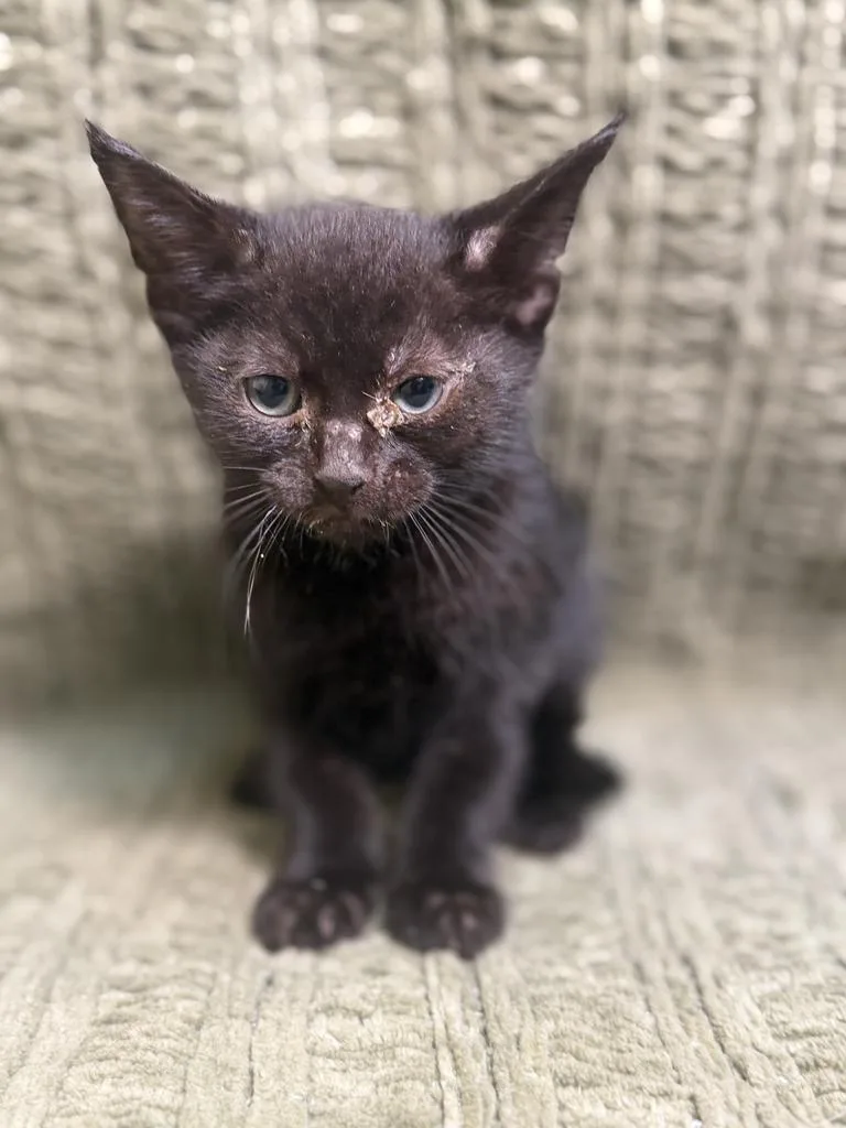 A baby medium-sized male Domestic Short Hair cat named Huey for adoption in Florence, SC