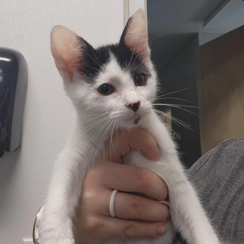 A baby small-sized female White Domestic Short Hair cat named Oreo for adoption in Clearwater, FL
