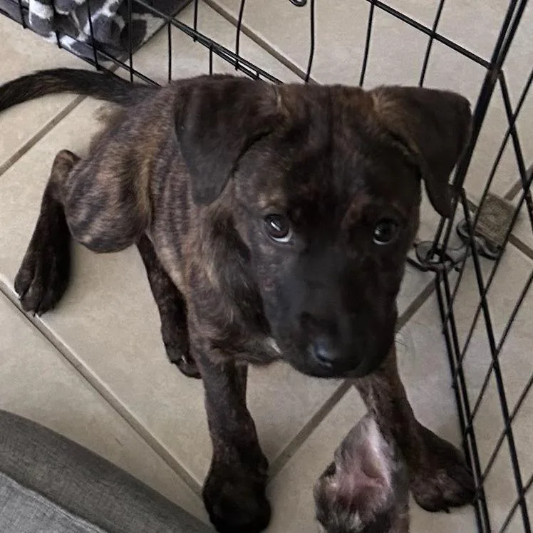 A baby small-sized female Terrier dog named Bonnie for adoption in Melrose, FL