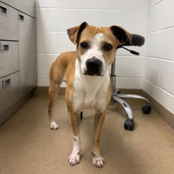 An adult medium-sized female Yellow / Tan / Blond / Fawn Pit Bull Terrier dog named Ivy for adoption in Corpus Christi, TX