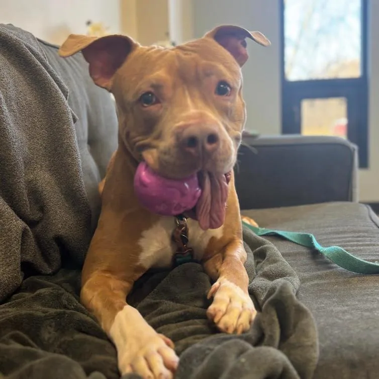 An adult large-sized male Yellow / Tan / Blond / Fawn American Staffordshire Terrier dog named Gabe for adoption in Oak Park, IL