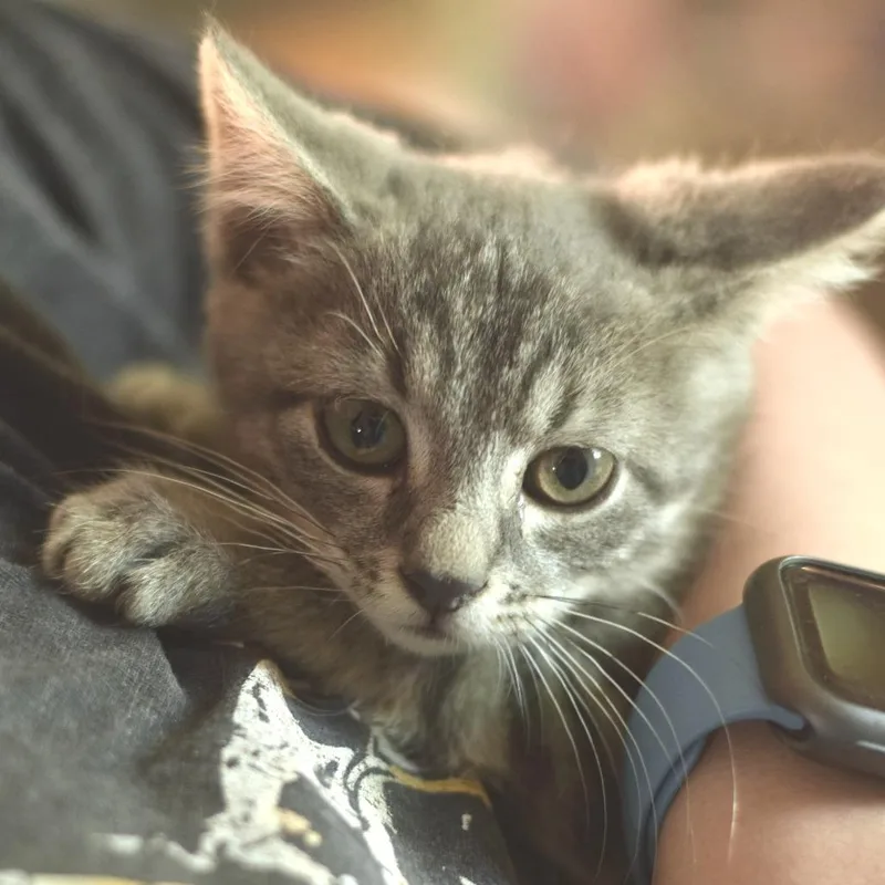 A baby small-sized male Gray / Blue / Silver Domestic Short Hair cat named Silverado for adoption in Belleville, IL