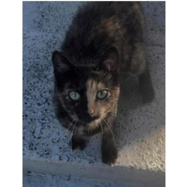 A young medium-sized female Domestic Short Hair cat named Mira for adoption in Stephens City, VA