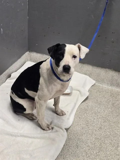 A young medium-sized female American Staffordshire Terrier dog named Faye for adoption in Tallahassee, FL