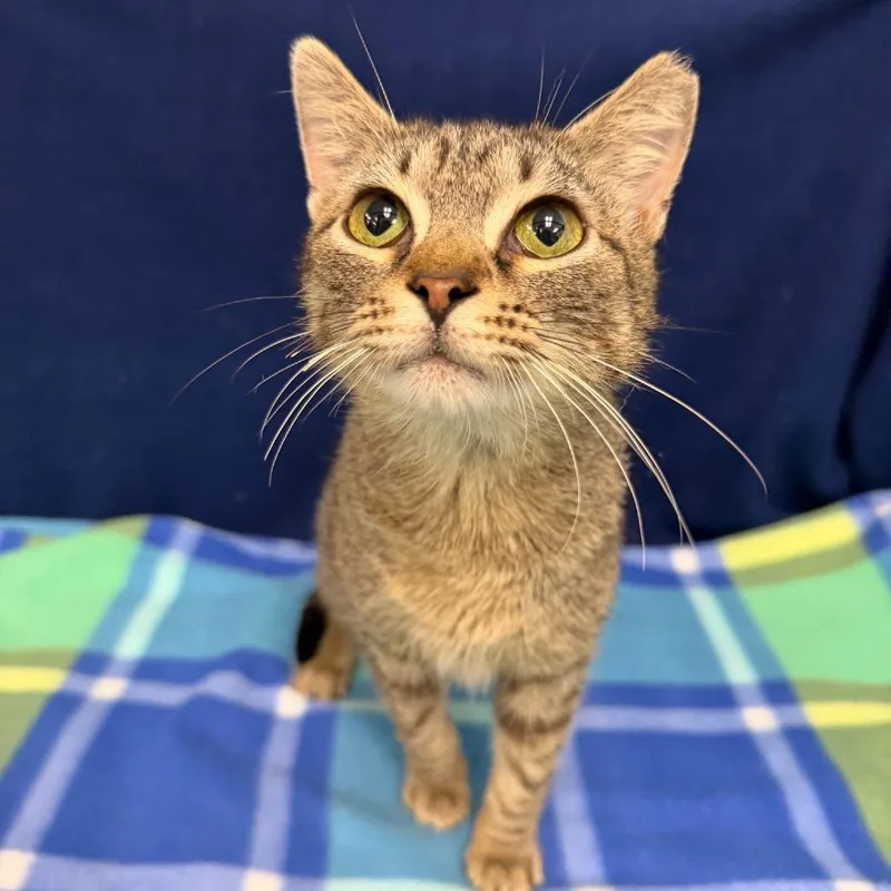 A young medium-sized male Brown / Chocolate Domestic Short Hair cat named Romeo for adoption in Boston, MA